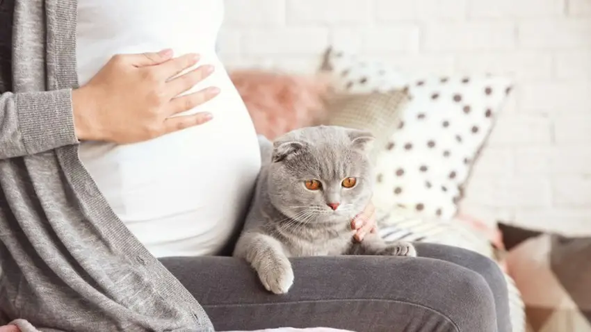 Kedilerde Toksoplazma Belirtileri, Nedenleri ve Tedavisi